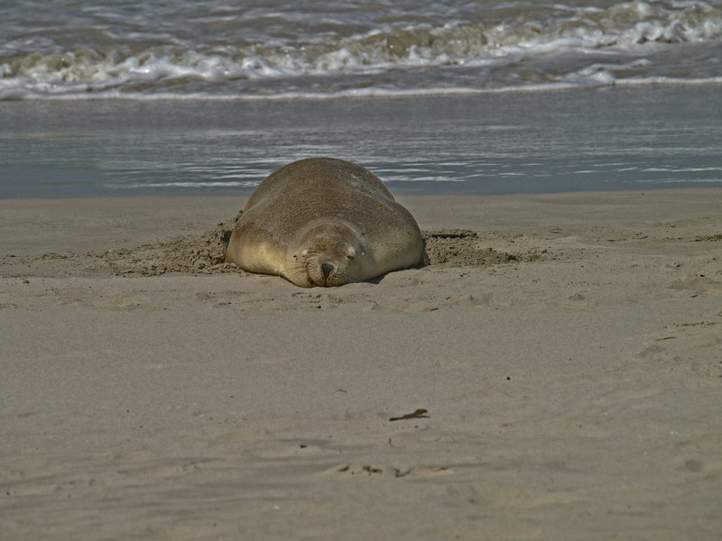 Kangaroo Island, Sea Lion